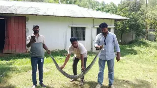 মুরগির খামারে অজগর, বনে অবমুক্ত