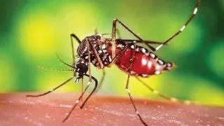 চট্টগ্রামে ১৭ দিনে ডেঙ্গু আক্রান্ত ১,১৮৪, মৃত্যু ৯