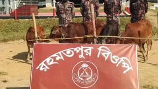 ফটিকছড়ি সীমান্তে ২ লাখ ৩৫ হাজার টাকার ভারতীয় গরু আটক