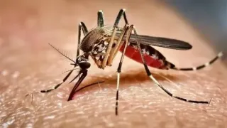 ডেঙ্গুতে অক্টোবরেই প্রাণ গেছে ১৫৫ জনের