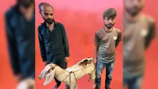 রাঙামাটি ছাগল চোরসহ আটক ১১; ছাগল উদ্ধার