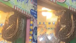 সোনার দোকানের শোকেসে ১৪ ফুটের অজগর