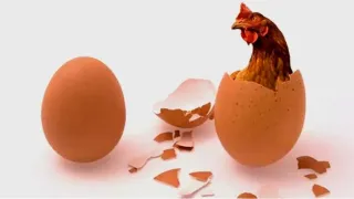 বিশ্ব ডিম দিবস আজ